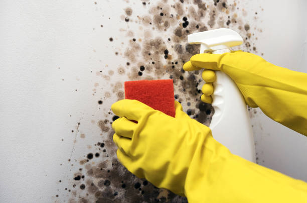 Best Preventive Mold Services in Arvin, CA