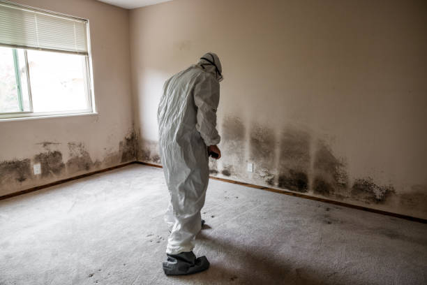 Best Mold Testing and Inspection Services in Arvin, CA