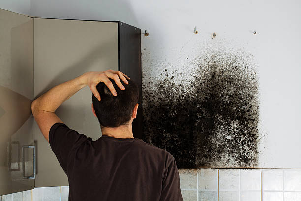 Trusted Arvin, CA Mold Remediation Experts