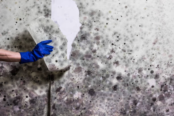 Trusted Arvin, CA Mold Remediation Experts
